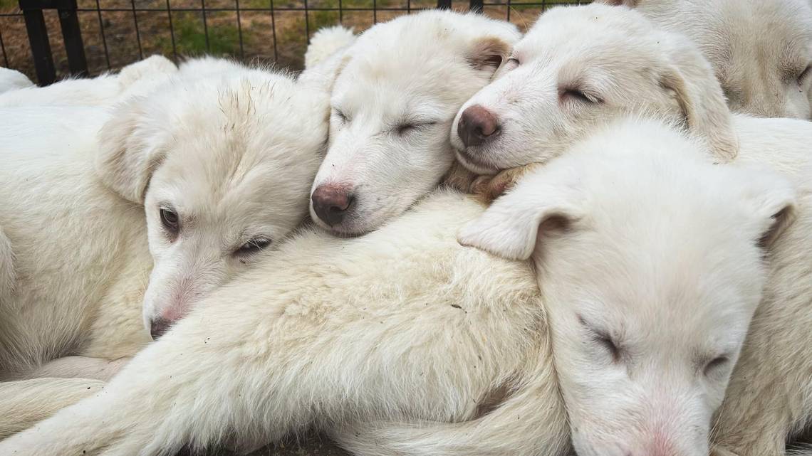 Dachshund Puppies: Care and Health Tips